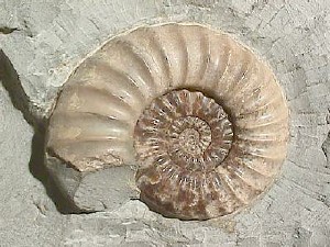 https://upload.wikimedia.org/wikipedia/commons/7/7d/Ammonite_Asteroceras.jpg