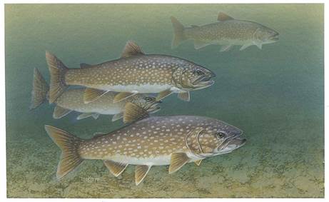 File:Lake trout fishes salvelinus namaycush.jpg